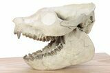 Fossil Oreodont (Leptauchenia) Skull Display - South Dakota #281486-4